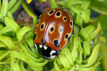 Anatis ocellata, commonly known as the eyed ladybug feeding on aphids on fir shoots.