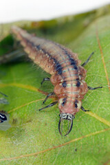 Green lacewing larva hunting aphids on a spruce shoot.
