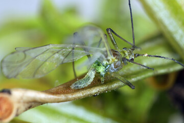 Aphid being eaten alive by a Syrphidae larva.