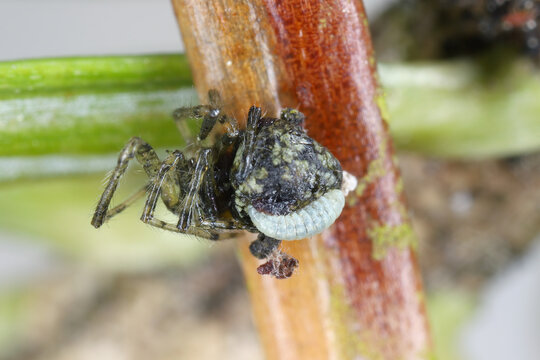 Larva of ichneumon wasps in the family Ichneumonidae on spider. Wasp turns spiders into zombie.