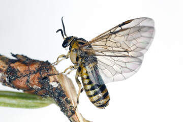 Gilpinia hercyniae, the European spruce sawfly. Winged adult individual.