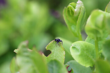 A jumping spider in its natural habitat on blueberry bushes in a spruce forest in the mountains.
