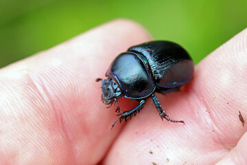 Dor beetle, Anoplotrupes stercorosus of dung beetle family Geotrupidae. An adult insect on a hand.