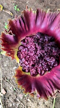 Exotic purple Suweg flower blooming fiercely with textured central core beauty