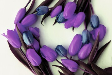 Lilac and purple tulips on a white background, arranged in a circle with space for text.