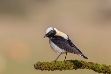 Black-eared Wheatear perched on rock – detailed portrait of Oenanthe melanoleuca in natural habitat