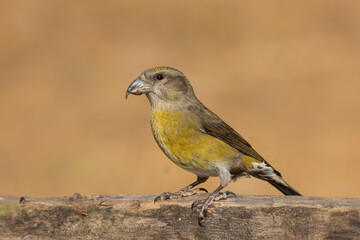 Common Crossbill Perched on Pine Branch – Wildlife Bird Photography
