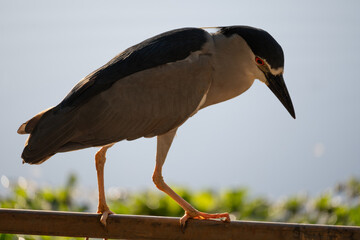 Black-crowned night heron, Beautiful birds in their natural habitat in a city in Brazil, Natural light, selective focus.