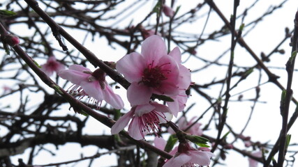 Flores durazno