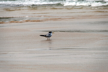 Great Crested Tern (Thalasseus bergii) at Fingal Beach