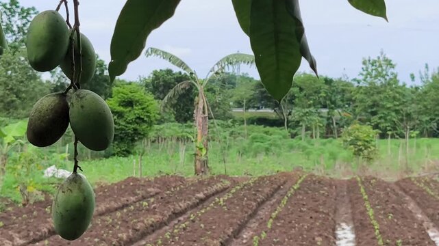 Green, unripe mangoes hang above a newly planted farm field.