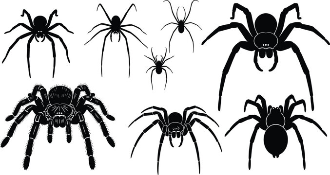 Spider vector illustration for halloween designs with different types of spiders