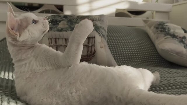 White Devon Rex cat is lying on a bed playing with a feather on a light green blanket. Sunlight streams onto the cat in a cozy, warm-toned room, creating a playful and charming home scene.