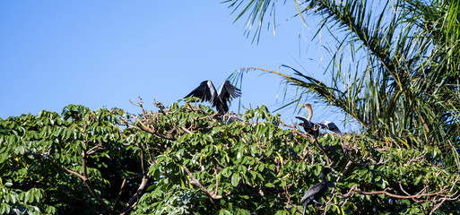 Biguatinga - Anhinga anhinga, Beautiful birds in their natural habitat in a city in Brazil, Natural light, selective focus.