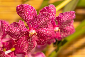 Obraz premium Pink orchid flower blooming with vibrant petals