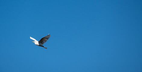 White herons, beautiful birds in their natural habitat in a city in Brazil, natural light, selective focus.