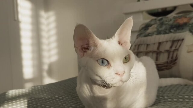 White Devon Rex cat with one blue and one green eye is sitting on a bed on a light green blanket. Sunlight streams onto the cat in a warm-toned room, creating a cozy and charming home scene.