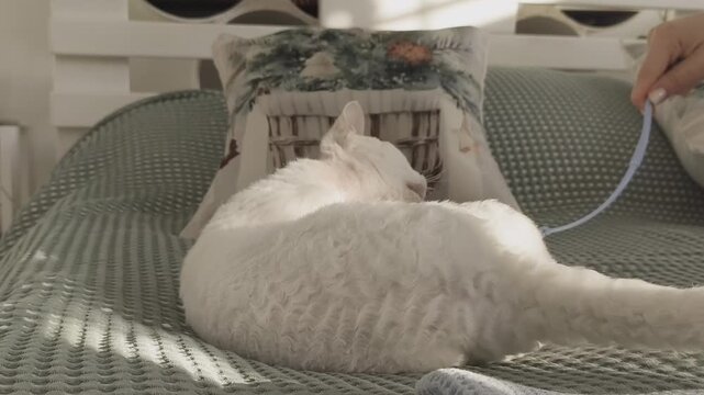 White Devon Rex cat is lying on a bed playing with a feather toy held by a young woman, only her hand visible. The cat is on a light green blanket in a warm-toned room with sunlight shining on it, 