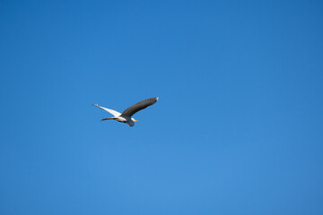 White herons, beautiful birds in their natural habitat in a city in Brazil, natural light, selective focus.