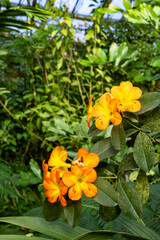 Orange rhododendron flowers blooming in Prague botanical garden