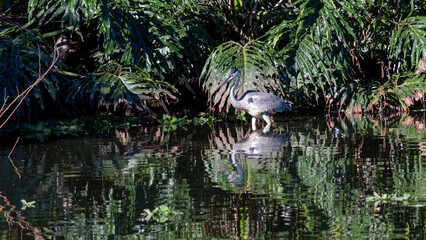 Grey Heron Ardea cinerea, beautiful birds in their natural habitat in a city in Brazil, Natural light, selective focus.