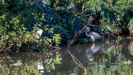 Grey Heron Ardea cinerea, beautiful birds in their natural habitat in a city in Brazil, Natural light, selective focus.