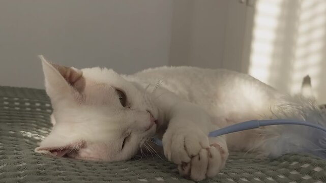 White Devon Rex cat is lying on a bed chewing on a stick with a feather at the end, resting on a light green blanket. Sunlight streams onto the cat in a warm-toned room, creating a cozy and playful ho