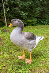 Domestic goose standing on green grass, rural Slovakia
