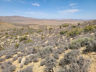 Desert flora in Joshua Tree National Park, California