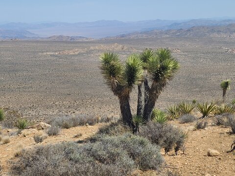 Joshua Trees and other desert flora thrive at the summit of Ryan Mountain overlooking Pleasant Valley, Joshua Tree National Park, California