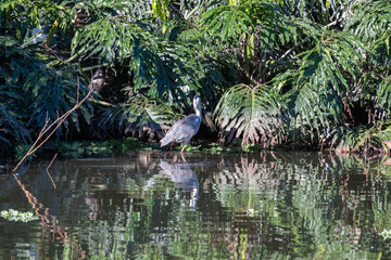 Grey Heron Ardea cinerea, beautiful birds in their natural habitat in a city in Brazil, Natural light, selective focus.