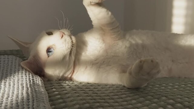 White Devon Rex cat is lying on a bed playing with a feather on a light green blanket. Sunlight streams onto the cat in a cozy, warm-toned room, creating a playful and charming home scene.