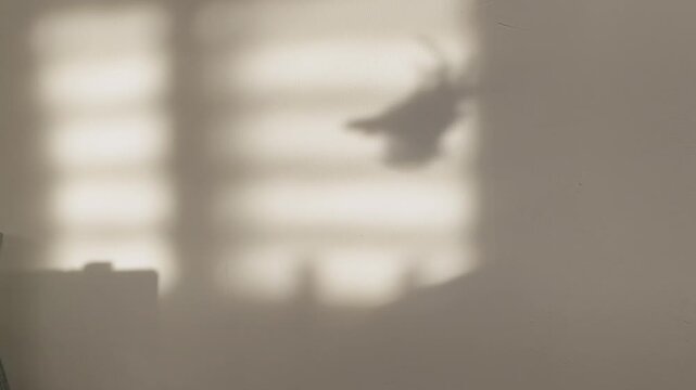 Elegant shadow play on the wall, a woman&rsquo;s hand with a feather teasing a playful cat. Minimalist silhouette scene, aesthetic wall shadows, trendy visual concept. Perfect for modern backgrounds 