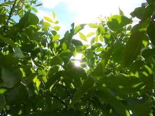 green leaves and sun