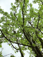 green leaves and sky