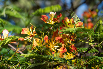 Beautiful flowers, lovely flowers by a lake in a city in Brazil, natural light, selective focus.