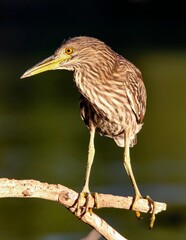 Juvenile Black-crowned Night Heron 