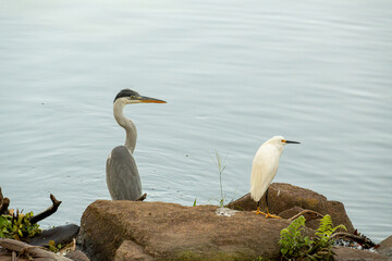 White herons, beautiful birds in their natural habitat in a city in Brazil, natural light, selective focus.