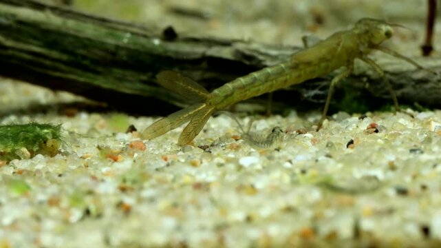 Damselfly nymph (Enallagma sp.) underwater, slowly crawling away and out of focus, macro close-up. 