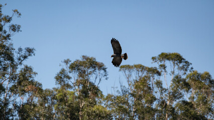 Snail kite, Rostrhamus sociabilis, beautiful birds in their natural habitat in a city in Brazil, natural light, selective focus.
