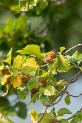 Close up of common beech (fagus sylvatica) nuts on the tree