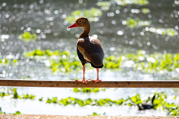 White-winged Dove - Dendrocygna autumnalis, a beautiful aquatic bird on a lake in a city in Brazil, natural light, selective focus.