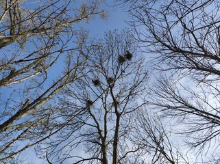 Birds' nests on bare trees against blue sky