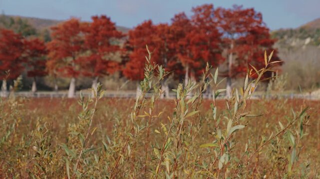 Autumn cypresses with a red leaf