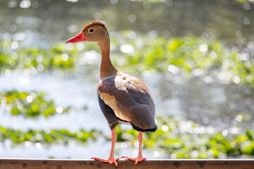 White-winged Dove - Dendrocygna autumnalis, a beautiful aquatic bird on a lake in a city in Brazil, natural light, selective focus.