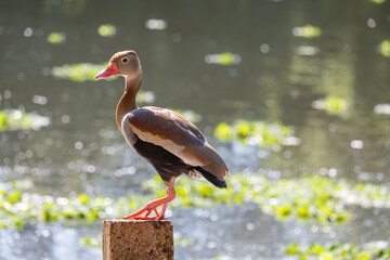 White-winged Dove - Dendrocygna autumnalis, a beautiful aquatic bird on a lake in a city in Brazil, natural light, selective focus.