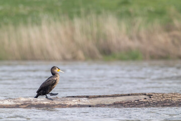 Cormorant bird walking on log in flowing river