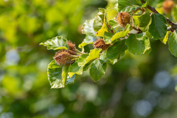 Close up of common beech (fagus sylvatica) nuts on the tree