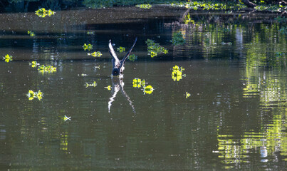 Snail kite, Rostrhamus sociabilis, beautiful birds in their natural habitat in a city in Brazil, natural light, selective focus.