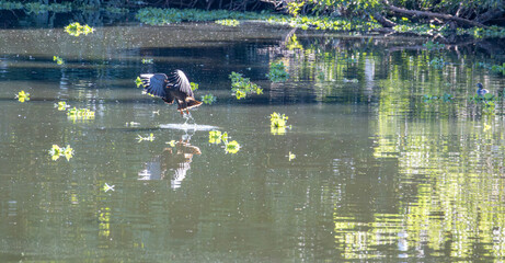 Snail kite, Rostrhamus sociabilis, beautiful birds in their natural habitat in a city in Brazil, natural light, selective focus.
